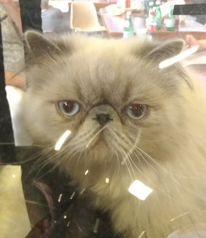 Une journée avec un&nbsp;Pet-sitter