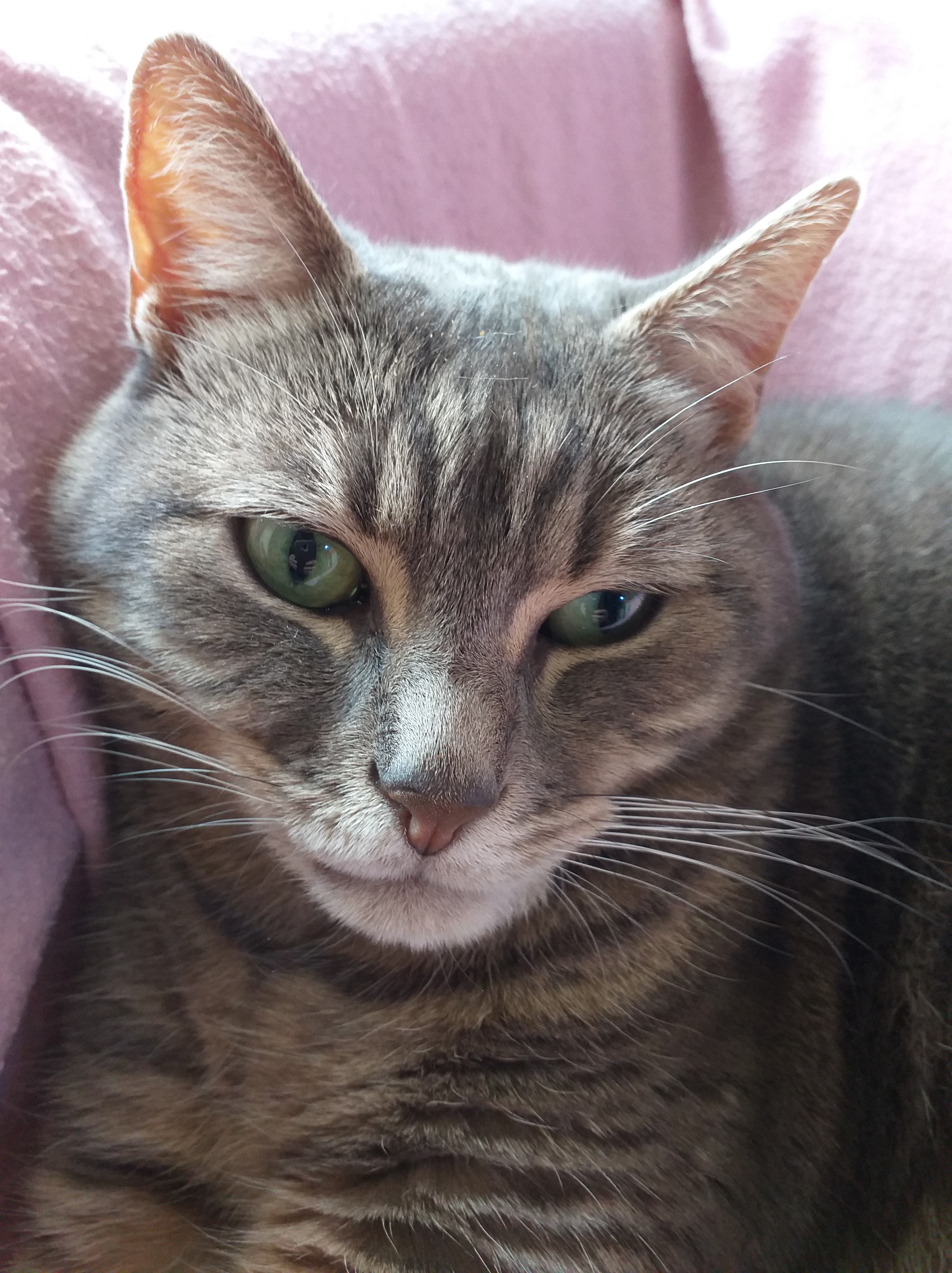 Chatdogs49 Chatdogs49