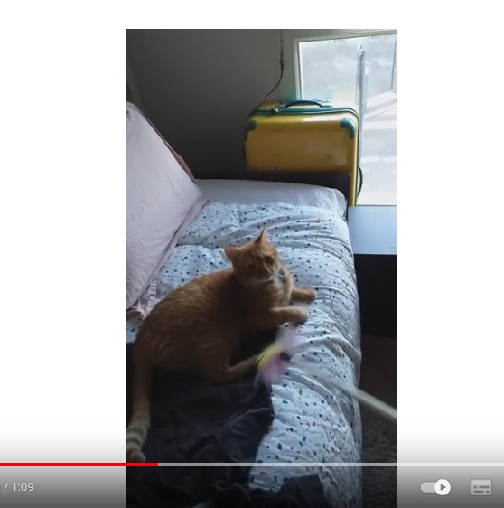 Coco et son jouet plumeau Coco et son jouet plumeau