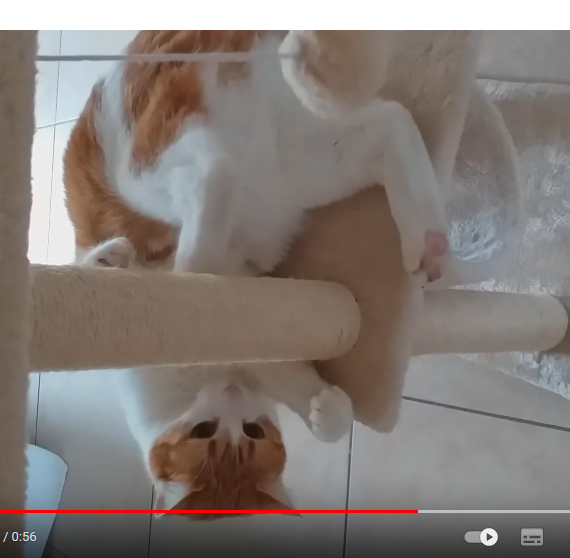 Michka et son arbre à chat Michka et son arbre à chat