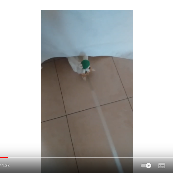 Michka la minette et sa canne à pêche Michka la minette et sa canne à pêche