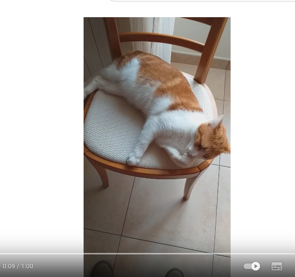 Michka fait sa toilette Michka fait sa toilette