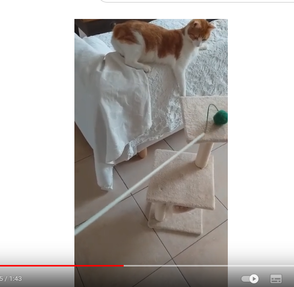 Michka en séance de jeu Michka en séance de jeu