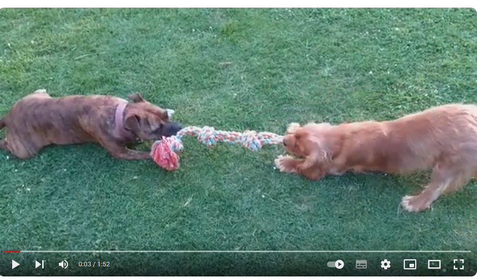 Moment de jeu entre Pepper et Sakura Moment de jeu entre Pepper et Sakura