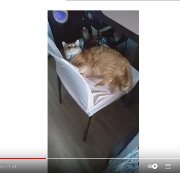 Coco en pleine séance de jeu Coco en pleine séance de jeu