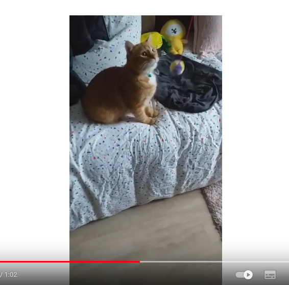 Coco le chat et sa balle grelot Coco le chat et sa balle grelot