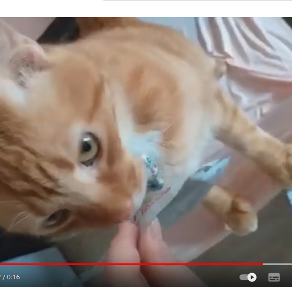 Le Noël de Coco le chat Le Noël de Coco le chat