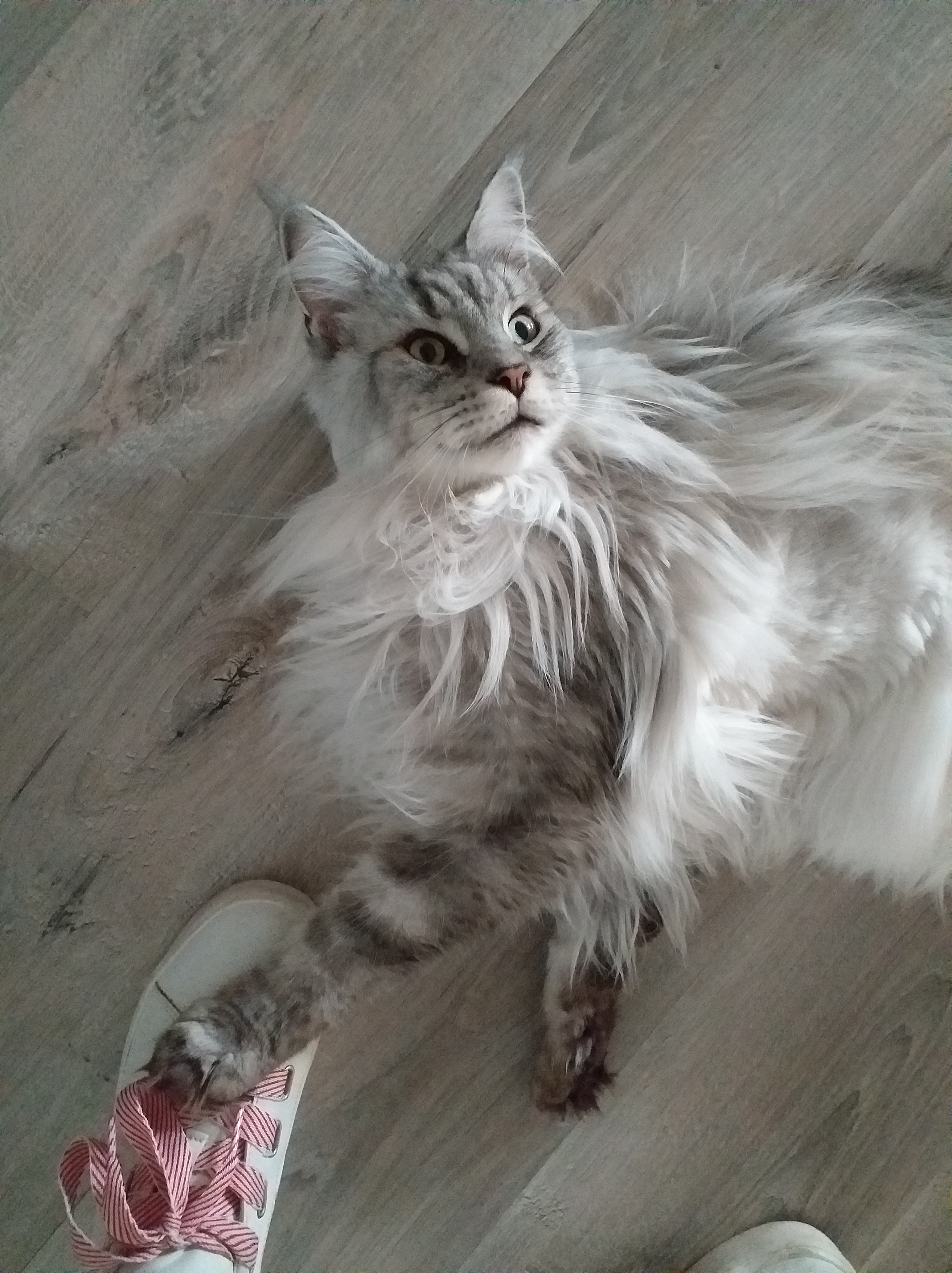 Une journée avec un Pet-sitter Une journée avec un Pet-sitter