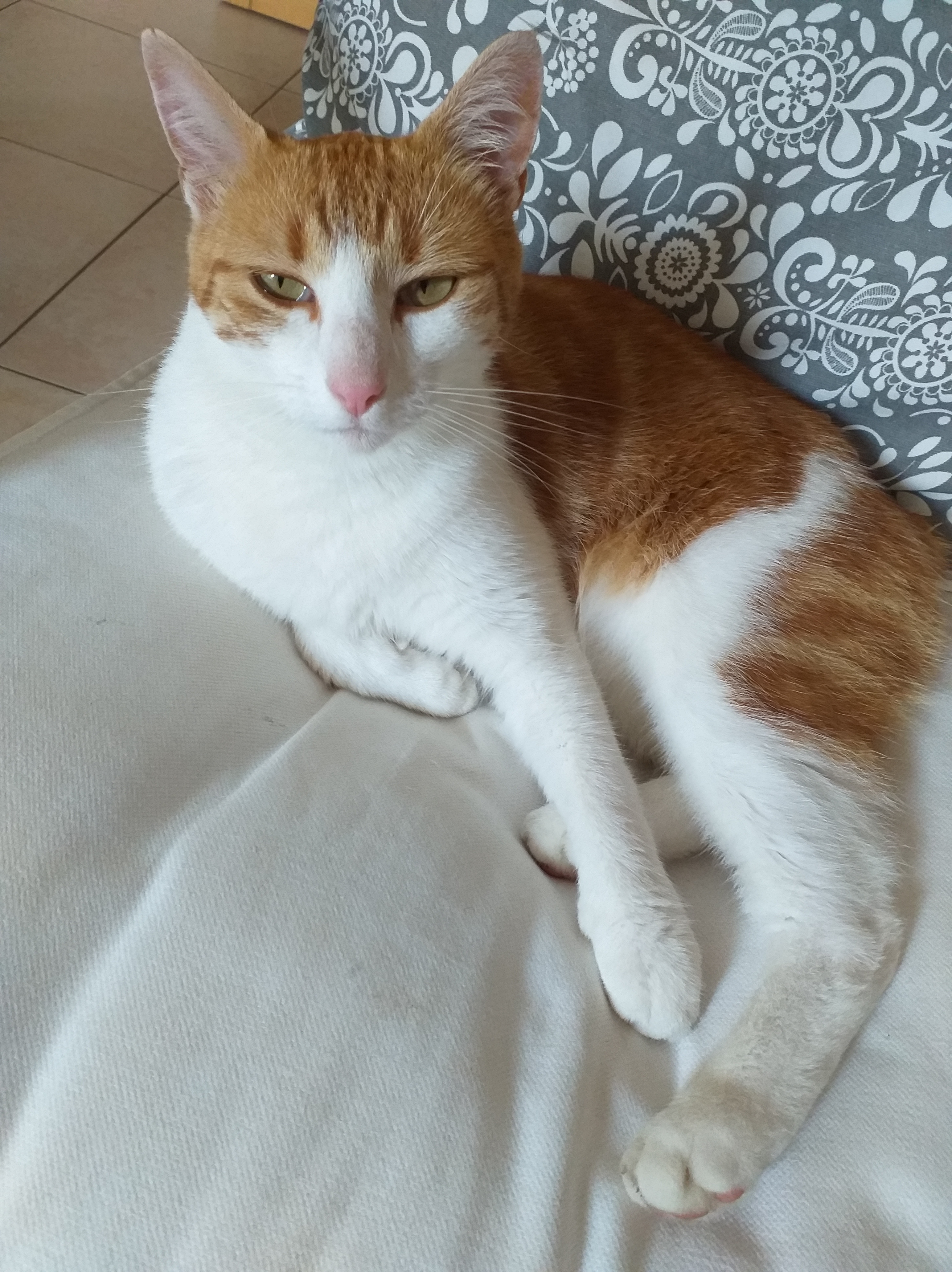 Michka en séance de jeu Michka en séance de jeu