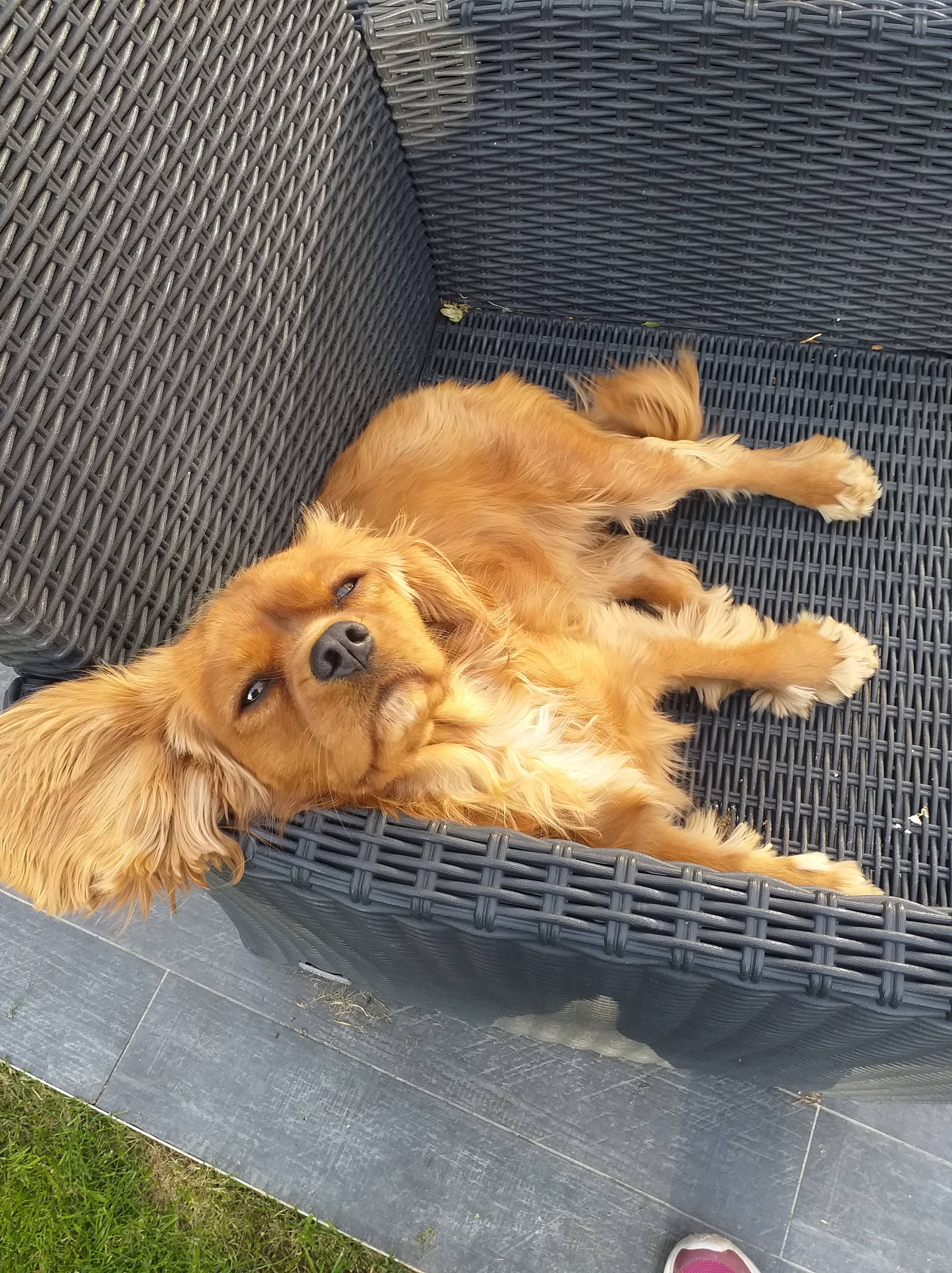 Moment de jeu entre Pepper et Sakura Moment de jeu entre Pepper et Sakura