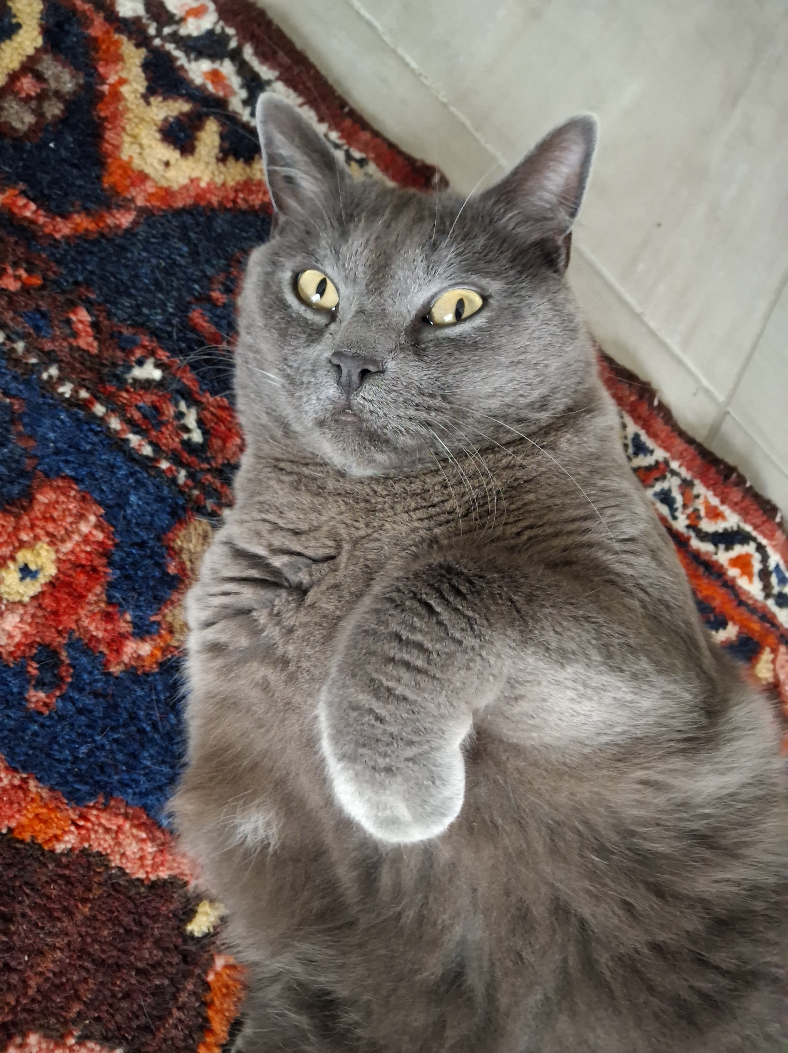 SOCRATE, un chat pas comme les&nbsp;autres